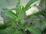 DSCF0017.JPG
