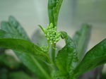 高菜2
